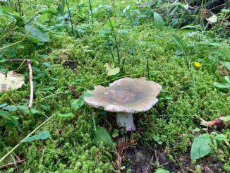 A Charcoal Burner mushroom - Russula cyanoxantha