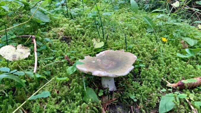 A Charcoal Burner mushroom - Russula cyanoxantha