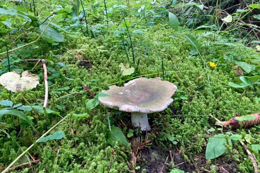 A Charcoal Burner mushroom - Russula cyanoxantha