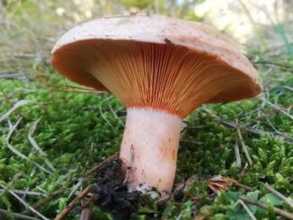 A Saffron Milk Cap - Lactarius deliciosus