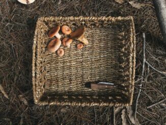 A mushroom picking basket