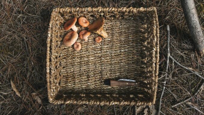 A mushroom picking basket