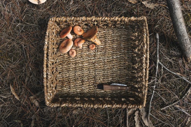 A mushroom picking basket