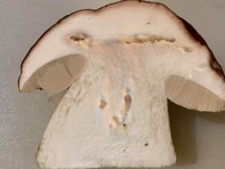 A wormy porcini mushroom