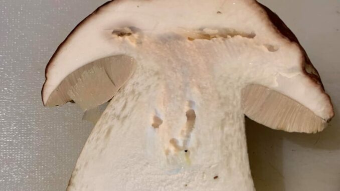 A wormy porcini mushroom
