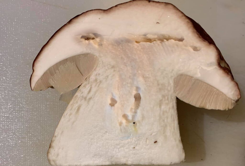 A wormy porcini mushroom