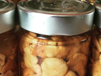 Canned mushrooms (Golden chanterelles)