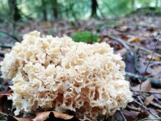 Cauliflower mushroom - Sparassis crispa