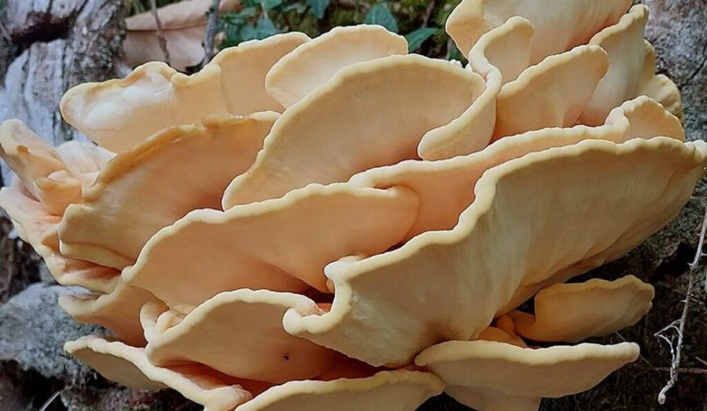 Chicken of the Woods, before freezing