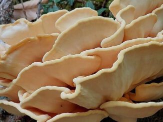 Chicken of the Woods, before freezing