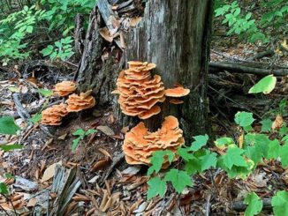 Chicken of the Woods on a tree - Laetiporus sulphureus