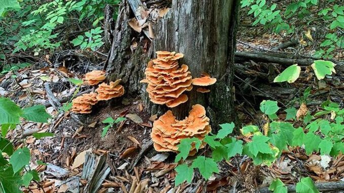 Chicken of the Woods on a tree - Laetiporus sulphureus