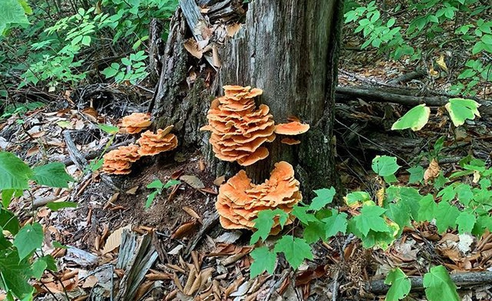 Chicken of the Woods on a tree - Laetiporus sulphureus