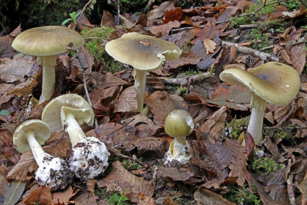 Death Cap mushrooms