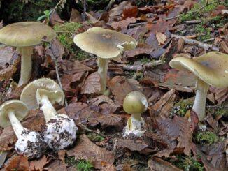 Death Cap mushrooms