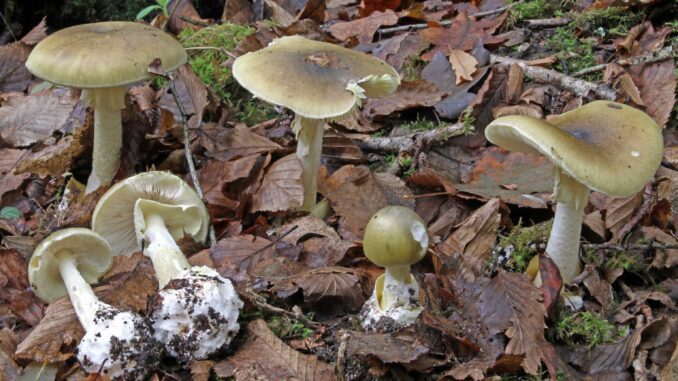 Death Cap mushrooms