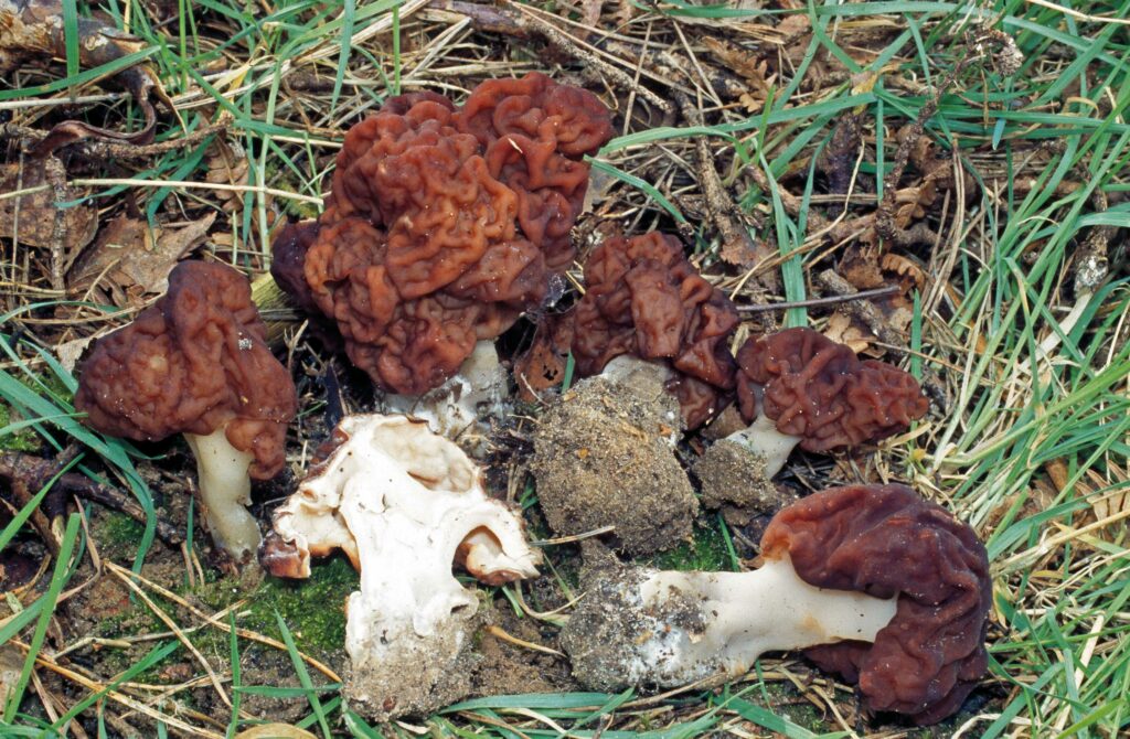 False Morel mushroom picture