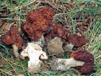 False Morel mushroom picture