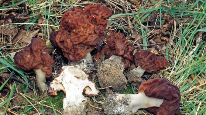 False Morel mushroom picture