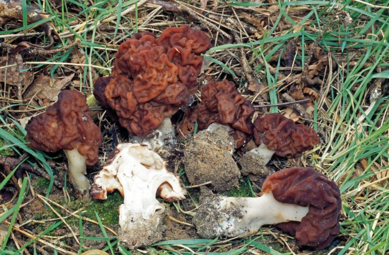 False morel Gyromitra MushroomStalkers