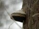 Hoof Fungus - Fomes fomentarius