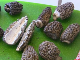 How to clean mushrooms