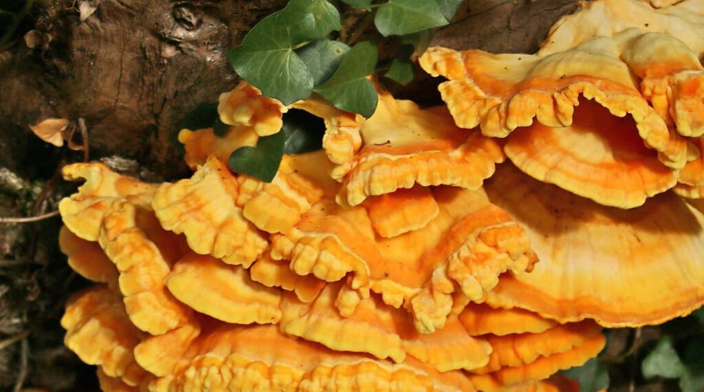 How to dry Chicken of the Woods