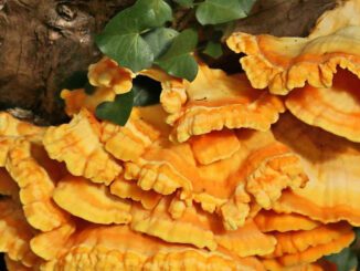 How to dry Chicken of the Woods