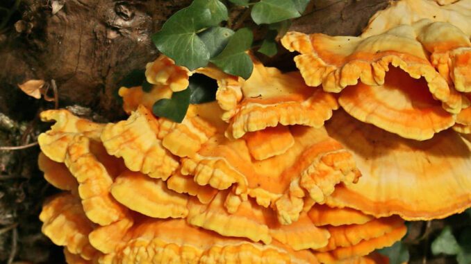 How to dry Chicken of the Woods