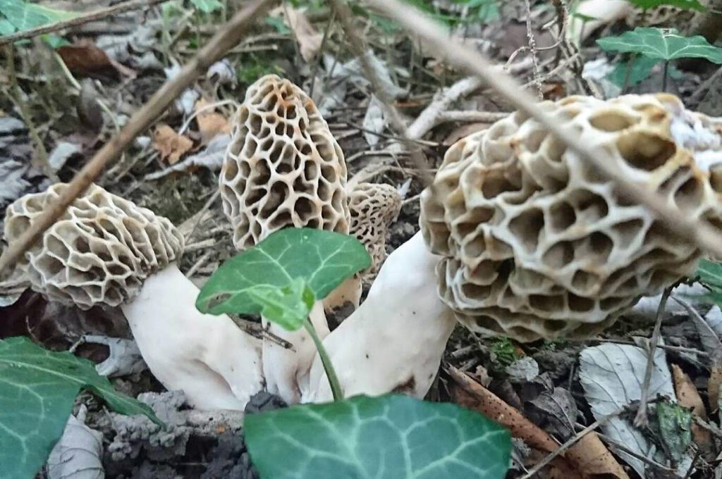 How to identify a morel mushroom