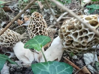 How to identify a morel mushroom