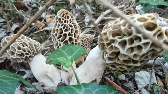 How to identify a morel mushroom