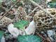 How to identify a morel mushroom