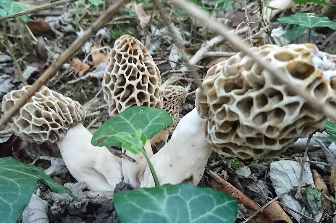 How To Identify A Morel Mushroom? MushroomStalkers