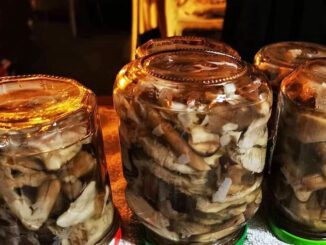 How to preserve mushrooms