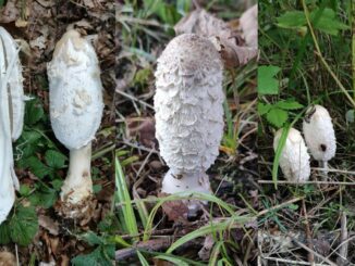 Shaggy Mane mushroom pictures - Coprinus comatus
