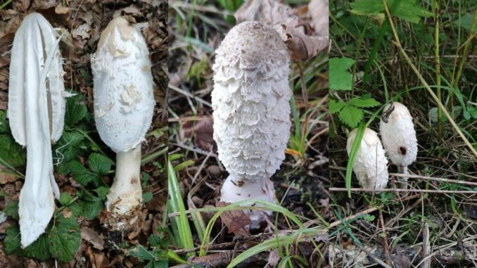 Shaggy Mane mushroom pictures - Coprinus comatus