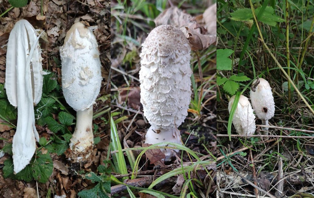 Shaggy Mane mushroom pictures - Coprinus comatus