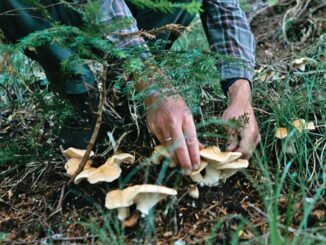 Should you pull or cut mushrooms?