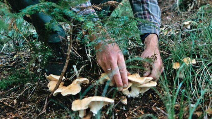 Should you pull or cut mushrooms?