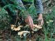 Should you pull or cut mushrooms?
