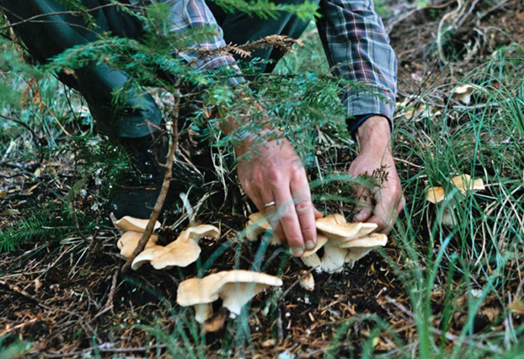 Should you pull or cut mushrooms?