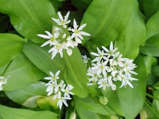 Wild Garlic flowers - Allium ursinum