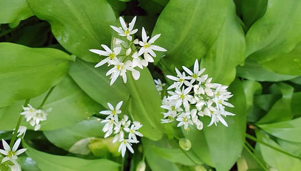 Wild Garlic flowers - Allium ursinum