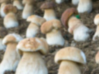 How to grow porcini mushrooms