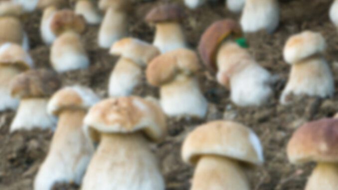 How to grow porcini mushrooms