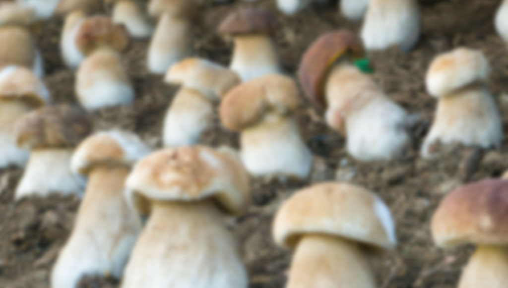 How to grow porcini mushrooms