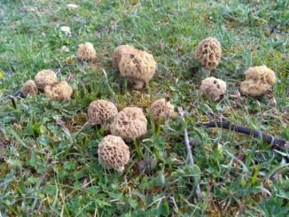 morels under ash trees