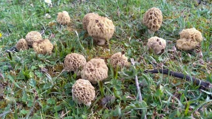 morels under ash trees