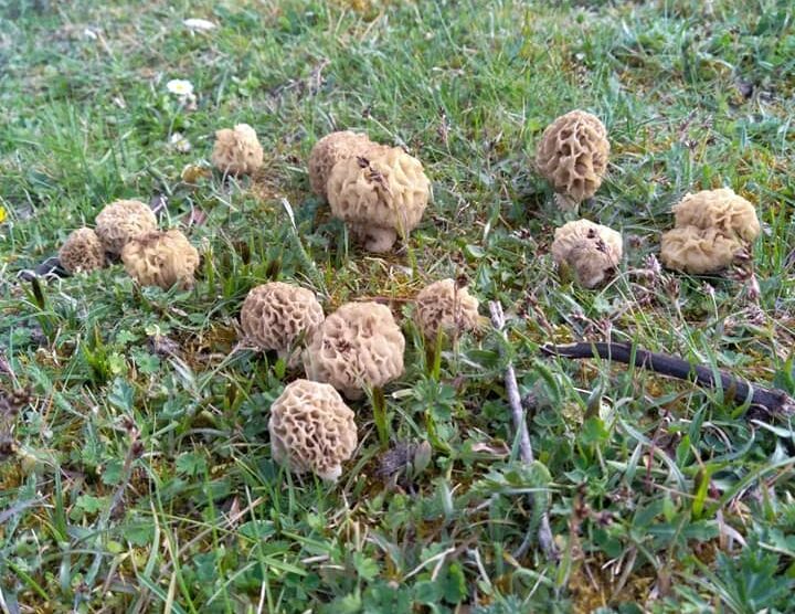 morels under ash trees